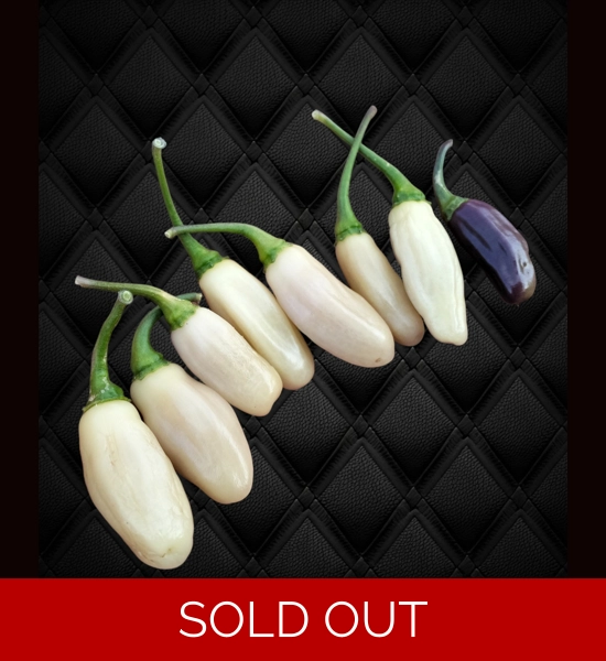 NEYDE WHITE BULLET (10+seeds)